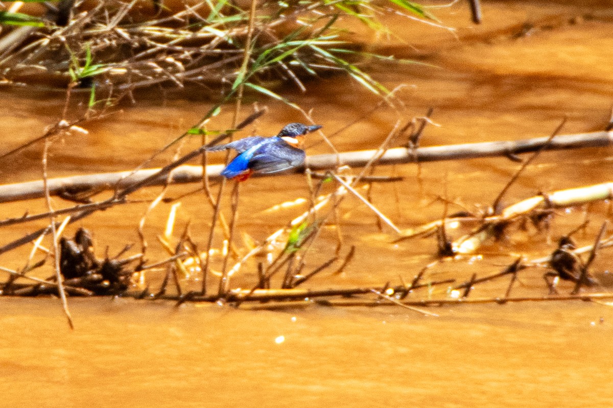 Malagasy Kingfisher - ML651872304