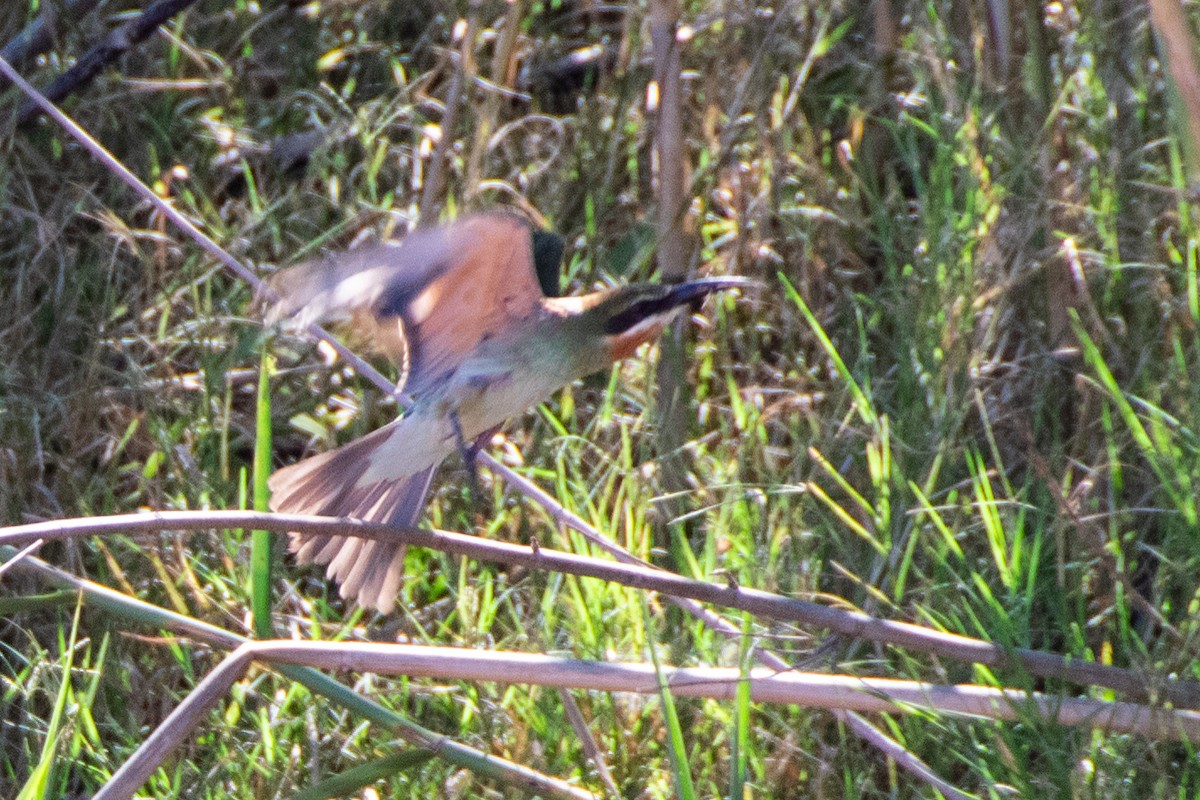 Olive Bee-eater - ML651872361