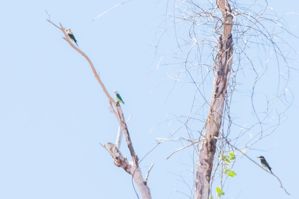 Olive Bee-eater - ML651872362