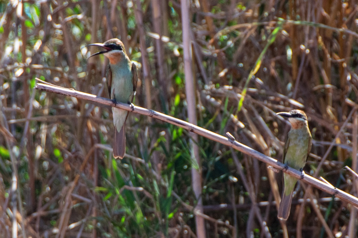 Olive Bee-eater - ML651872363