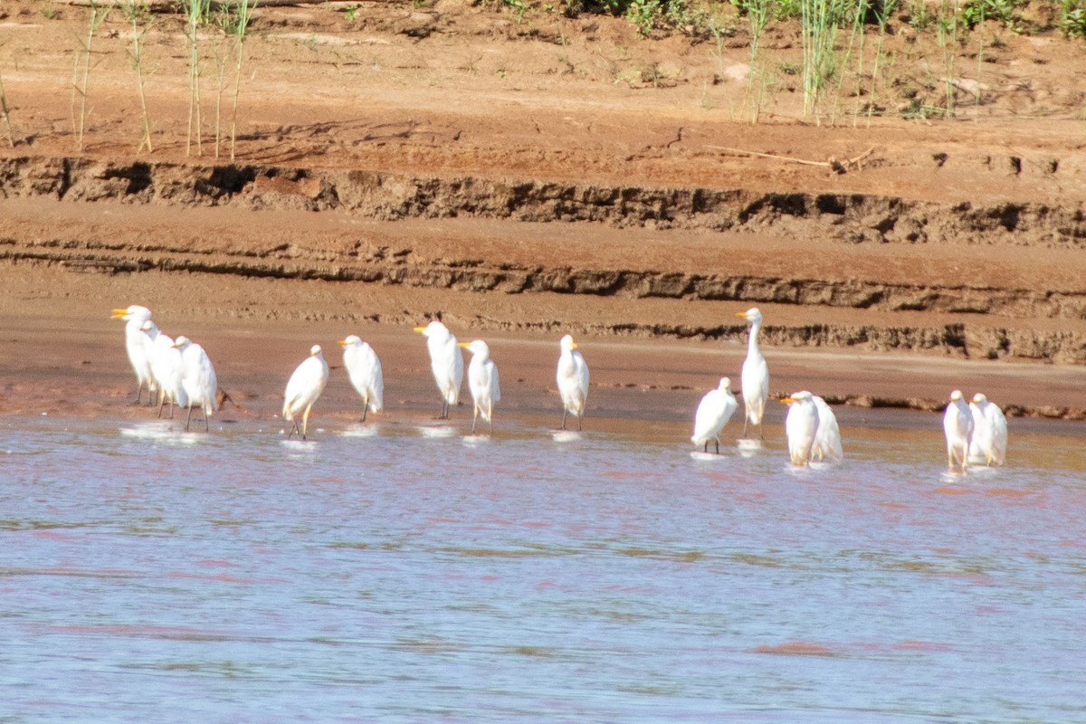 Western Cattle-Egret - ML651872455