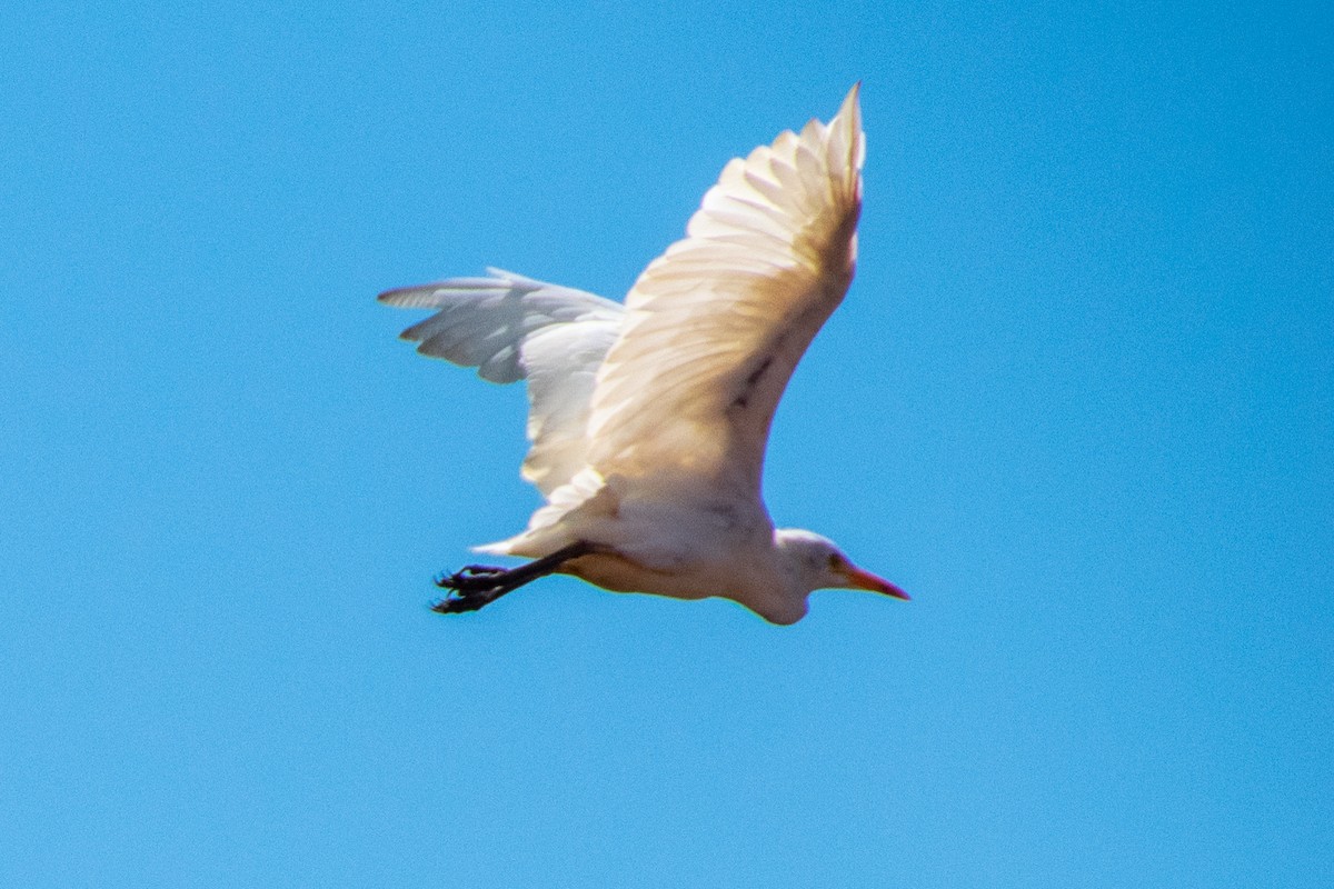 Western Cattle-Egret - ML651872456