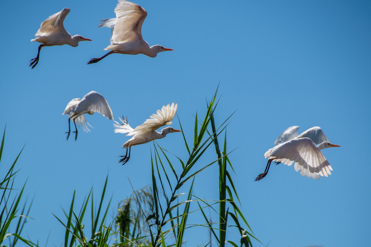 Western Cattle-Egret - ML651872457