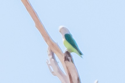 Gray-headed Lovebird - ML651872493