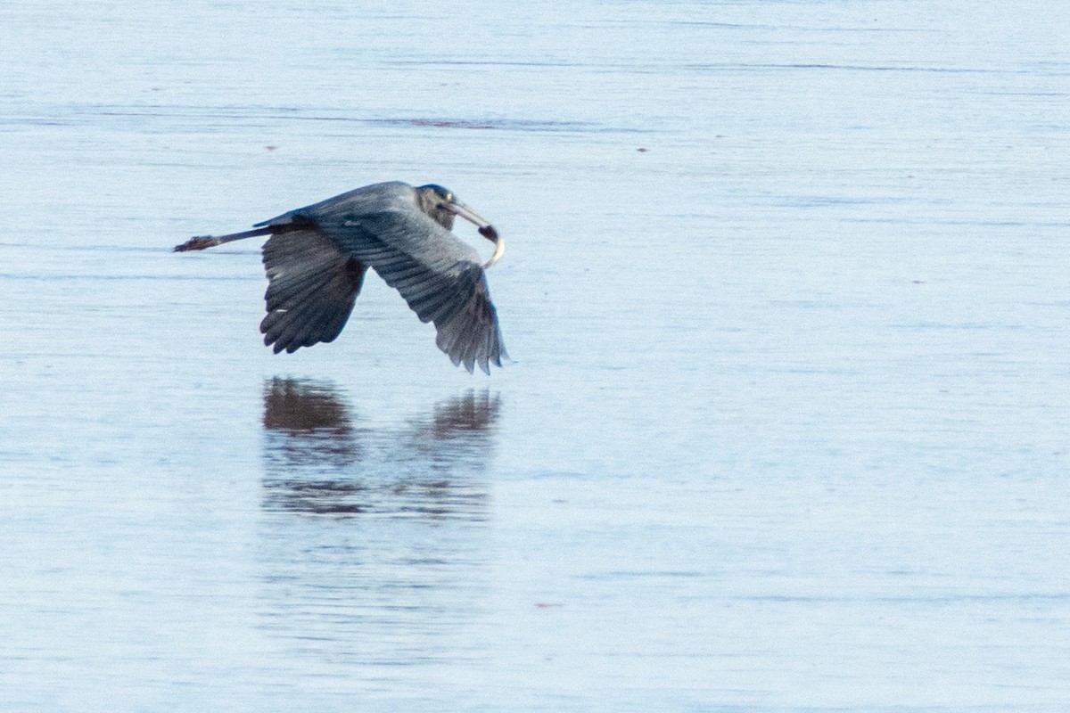 Humblot's Heron - ML651872619