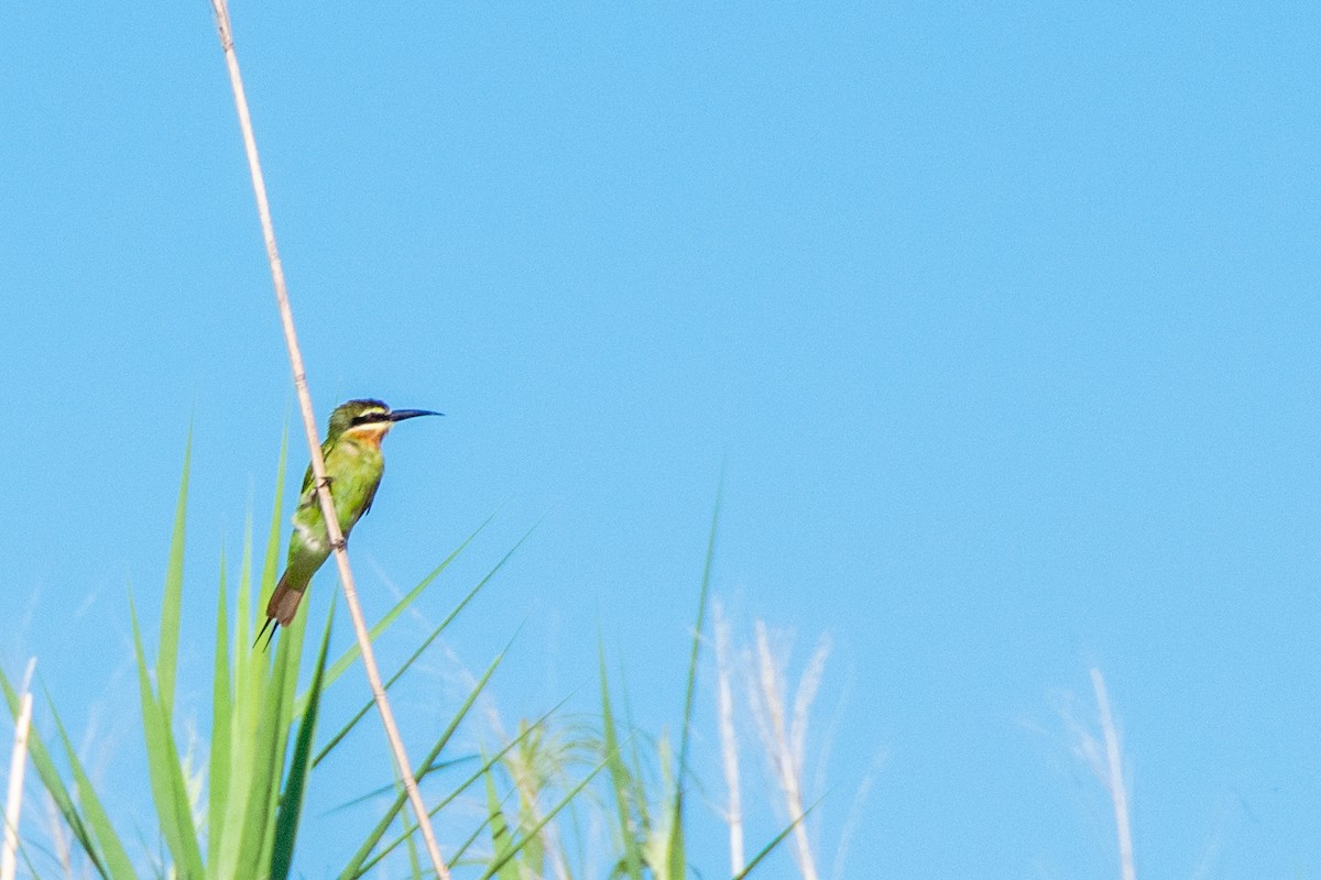 Olive Bee-eater - ML651872638