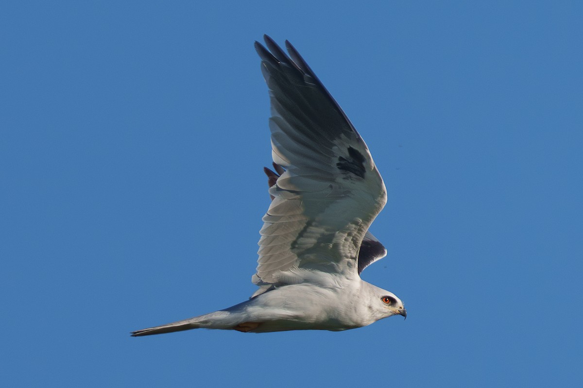 White-tailed Kite - ML651872808