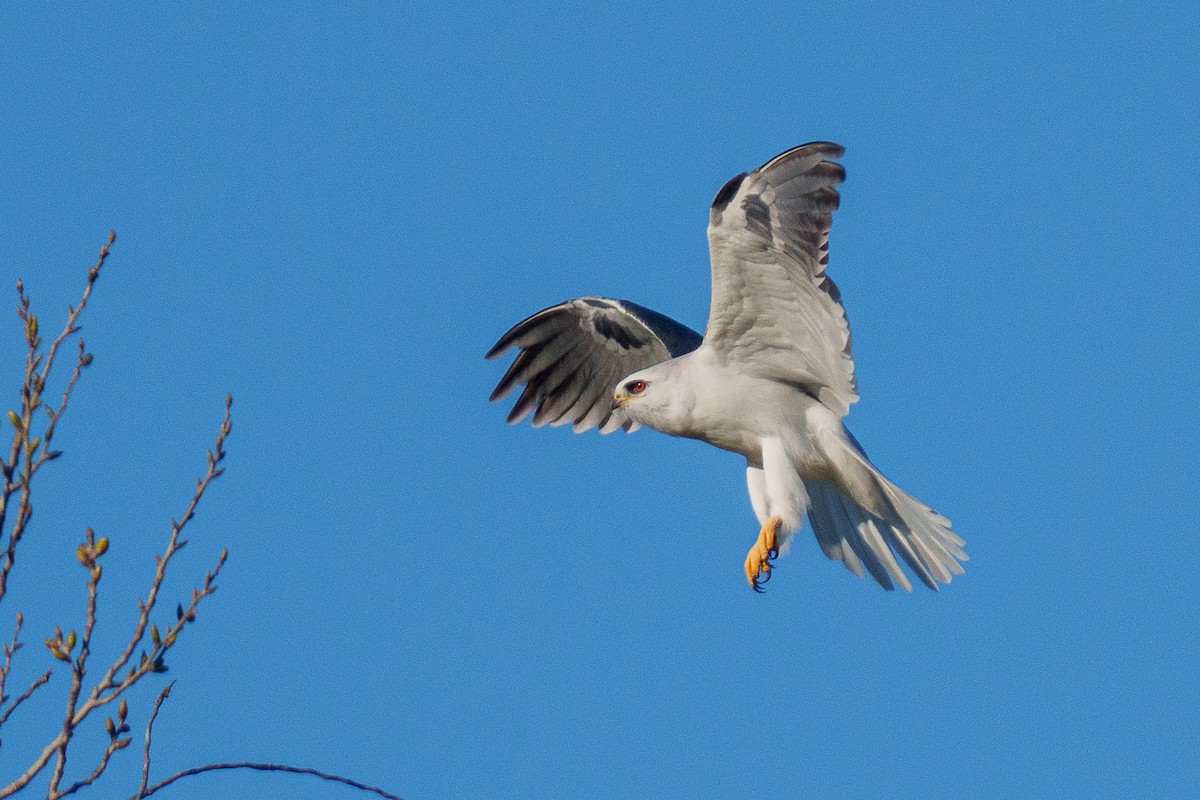 White-tailed Kite - ML651872809
