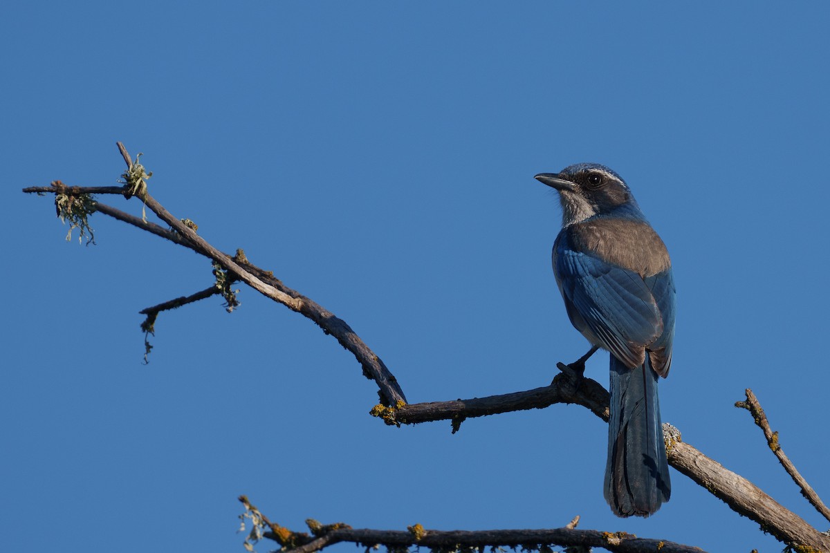 California Scrub-Jay - ML651872820