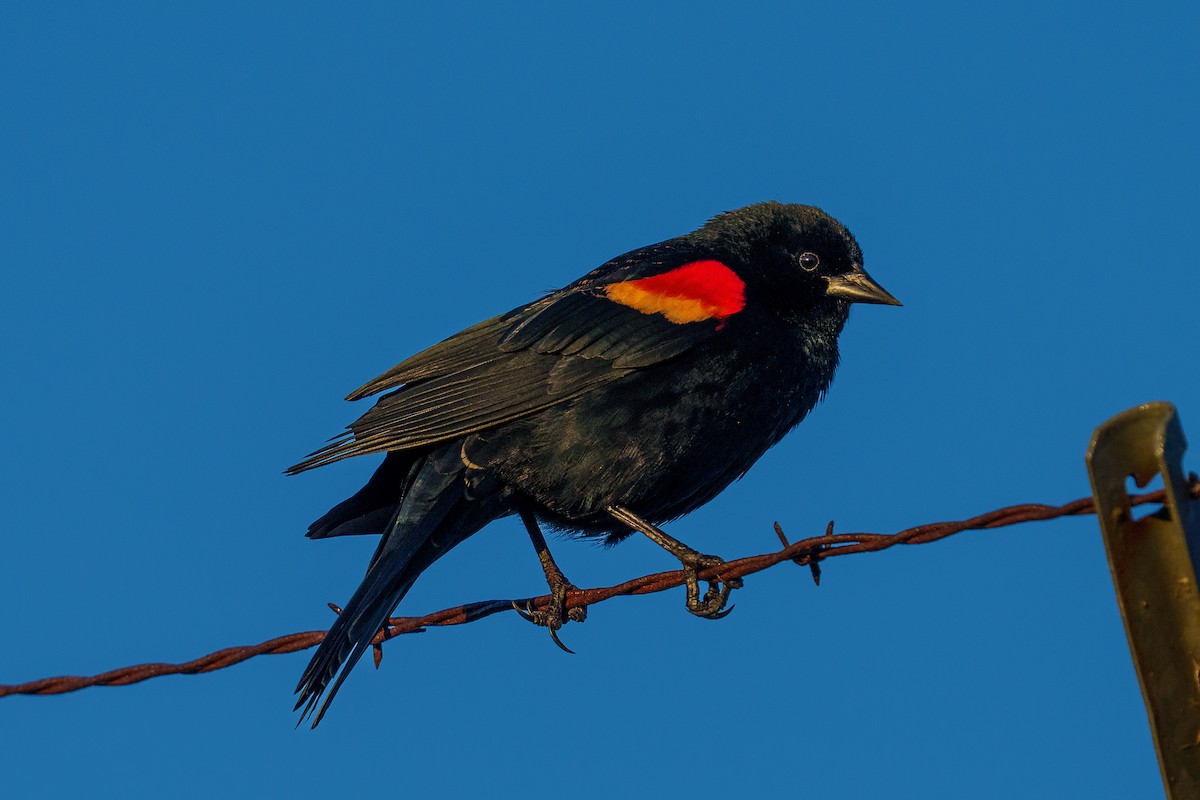 Red-winged Blackbird - ML651872874