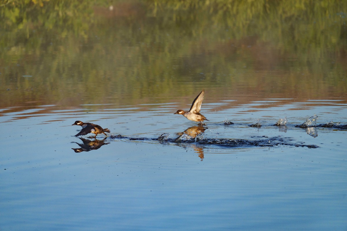 Bufflehead - ML651872928