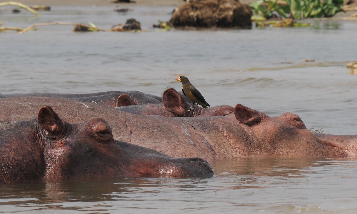 Ґедзеїд жовтодзьобий - ML651873410