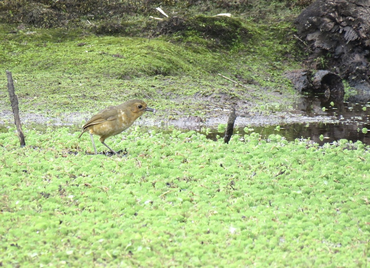 Boyaca Antpitta - ML651873432