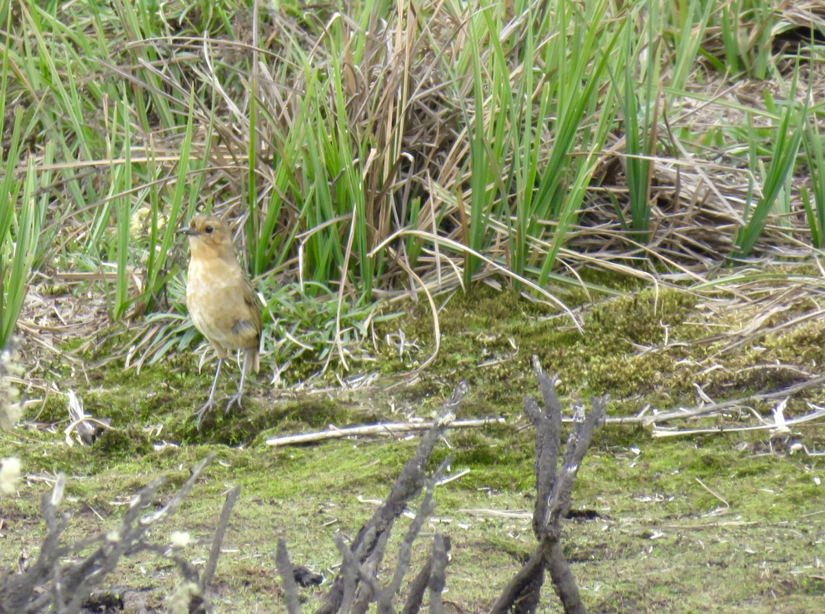 Boyaca Antpitta - ML651873433