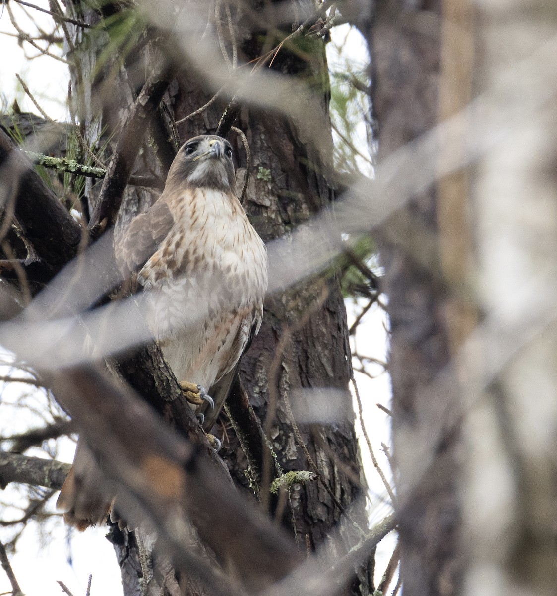 Краснохвостый канюк - ML651873739