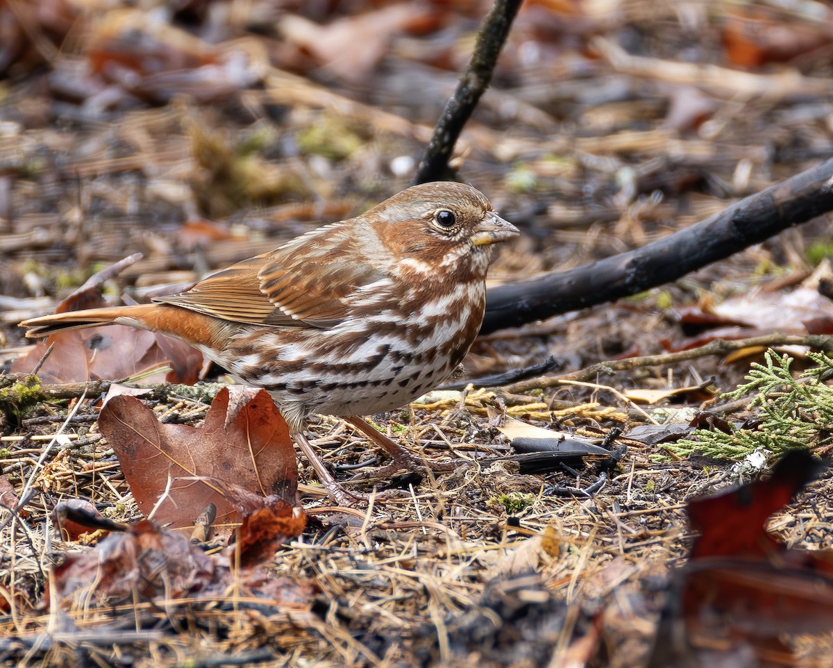 Пестрогрудая овсянка - ML651873762