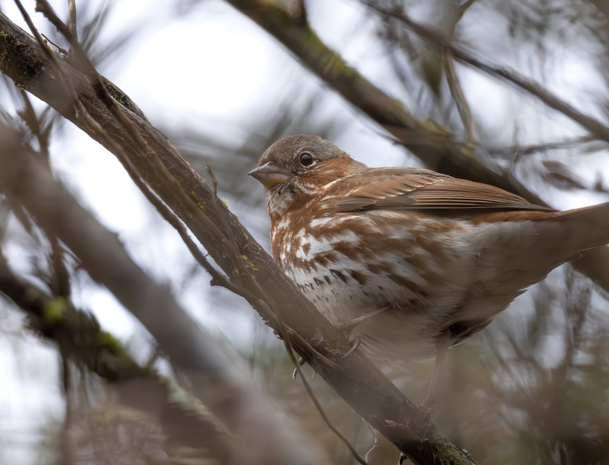 Пестрогрудая овсянка - ML651873763