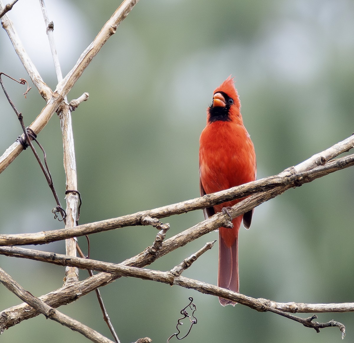 Красный кардинал - ML651873769