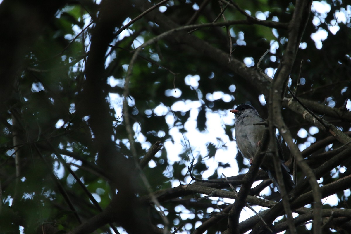 Bush Blackcap - ML651874509