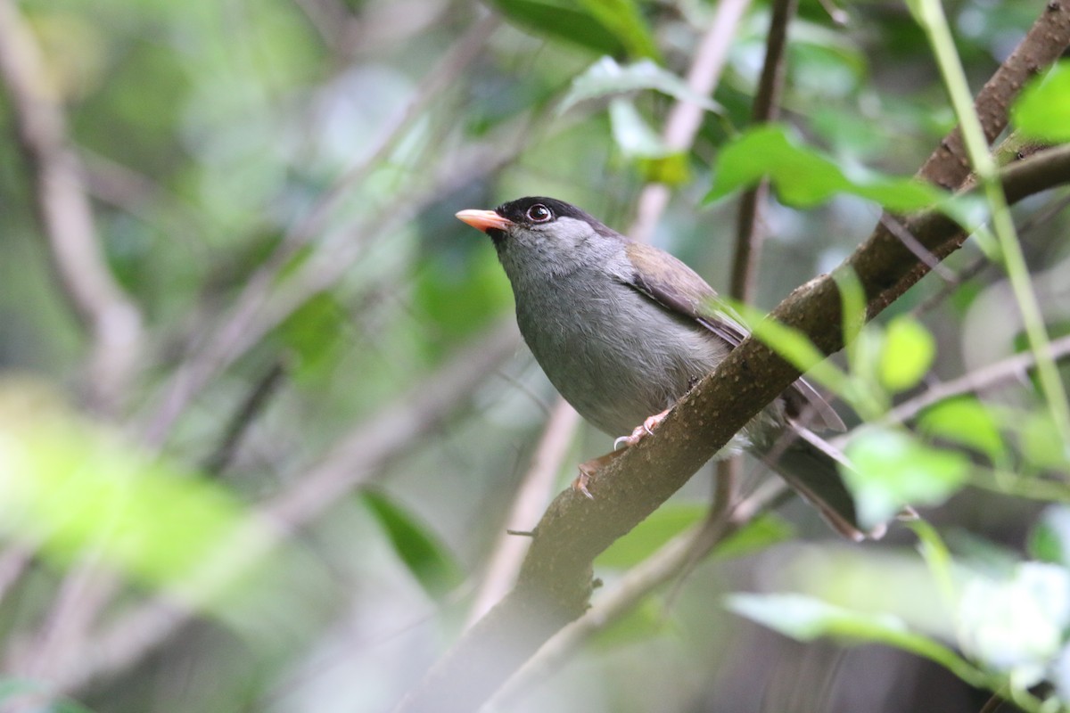 Bush Blackcap - ML651874510