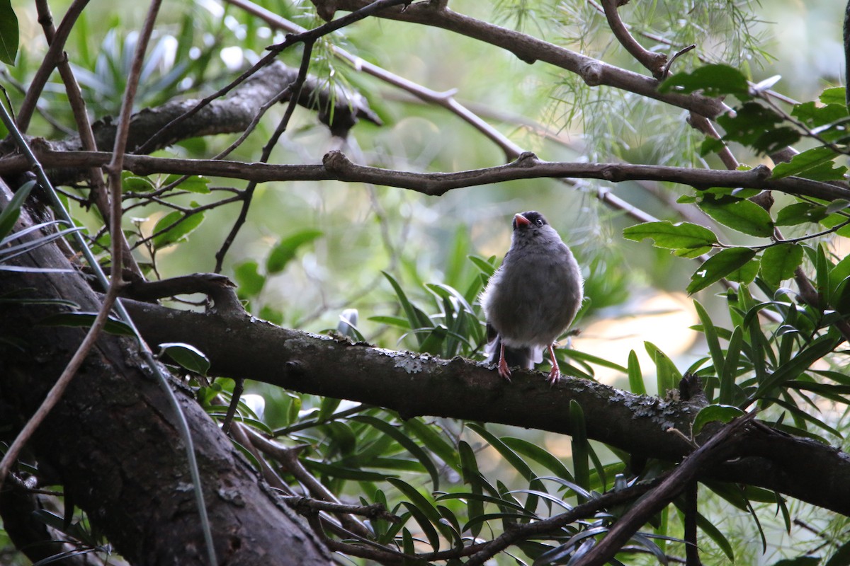 Bush Blackcap - ML651874511