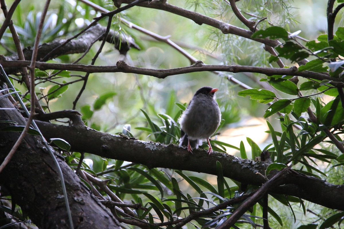 Bush Blackcap - ML651874512
