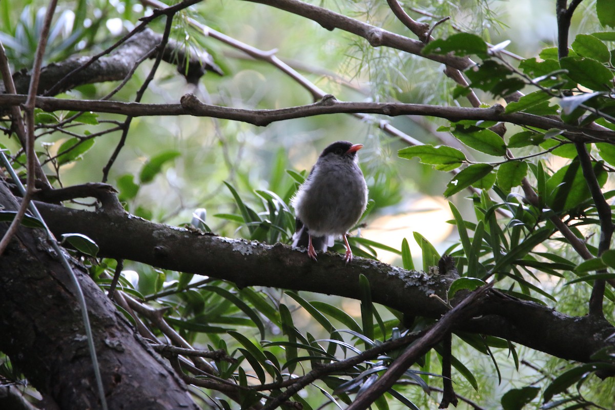 Bush Blackcap - ML651874513
