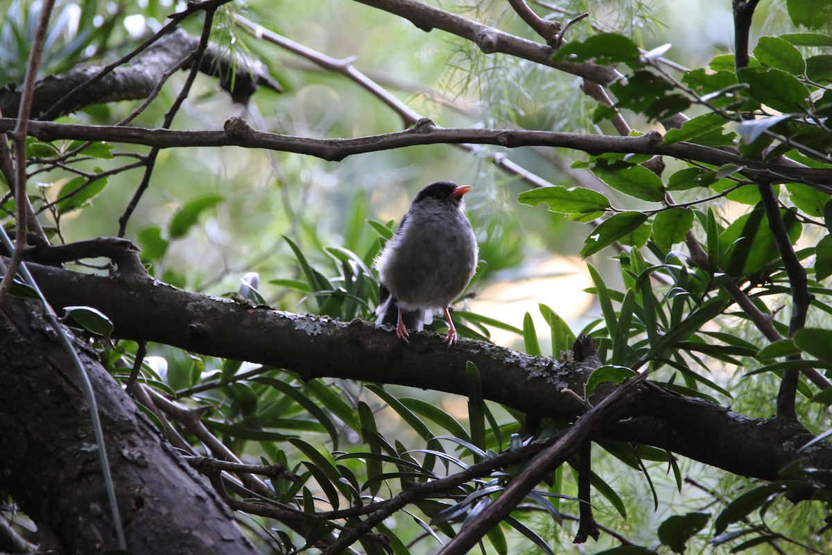 Bush Blackcap - ML651874514