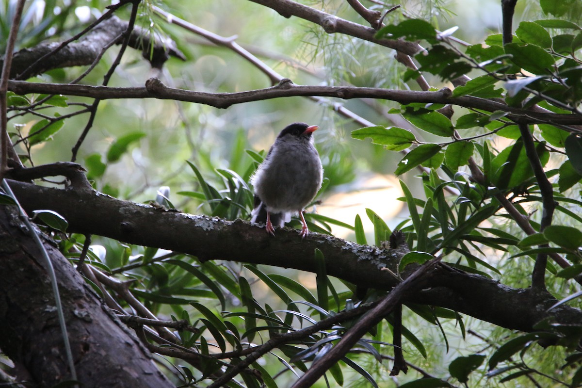 Bush Blackcap - ML651874515