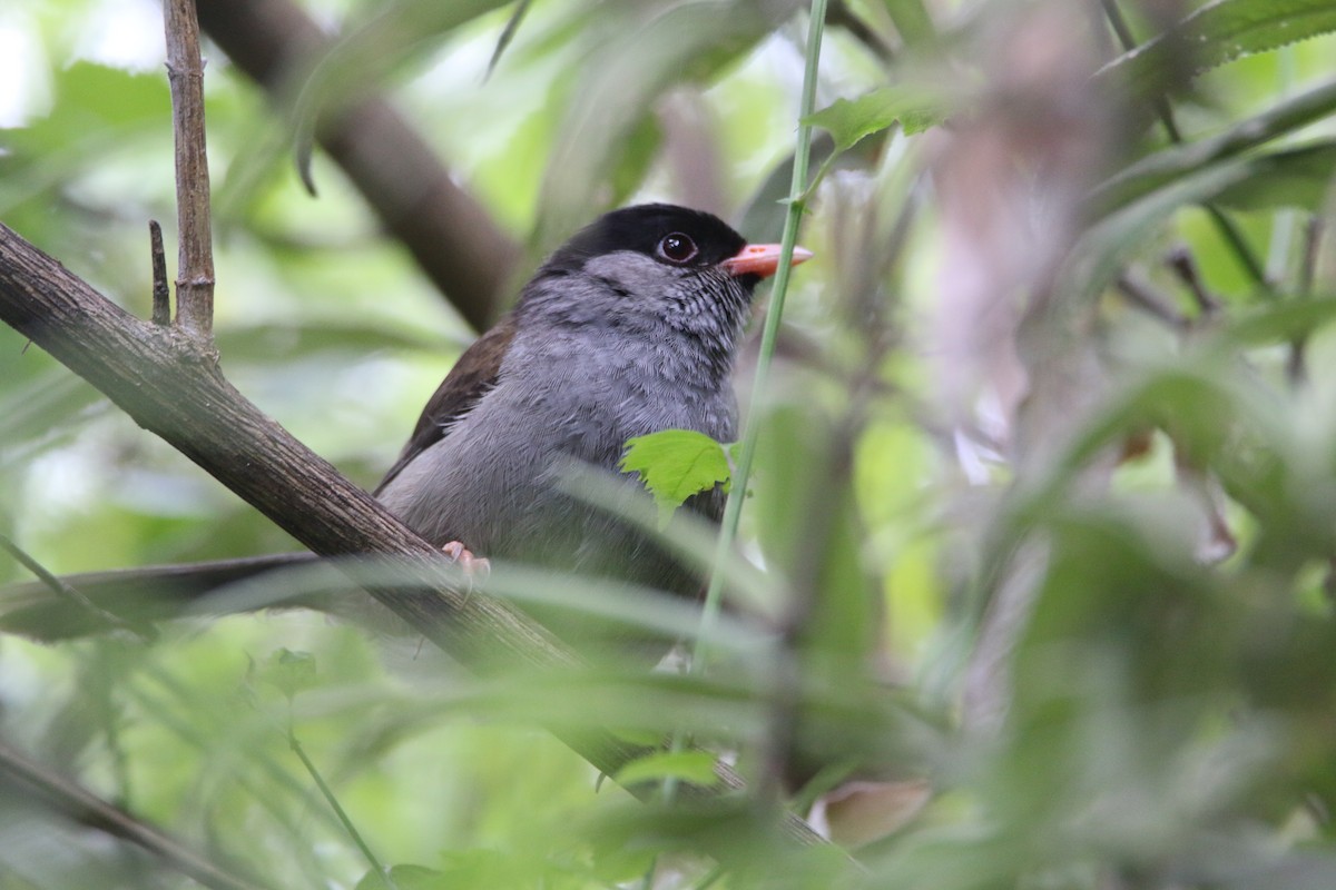Bush Blackcap - ML651874516