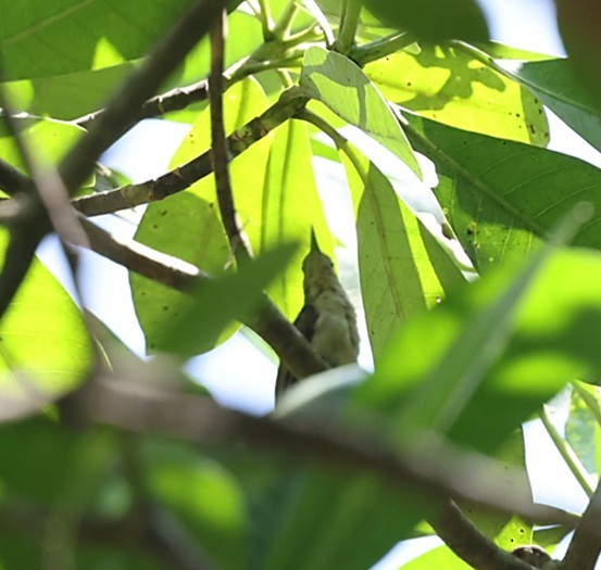 オリーブタイヨウチョウ - ML651874523