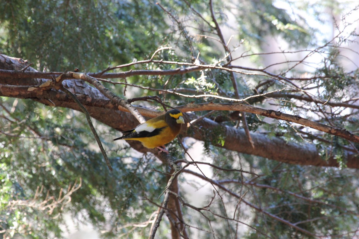 dlask žlutočelý - ML651874615