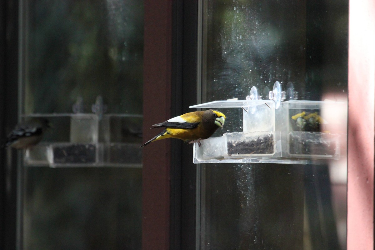 dlask žlutočelý - ML651874616