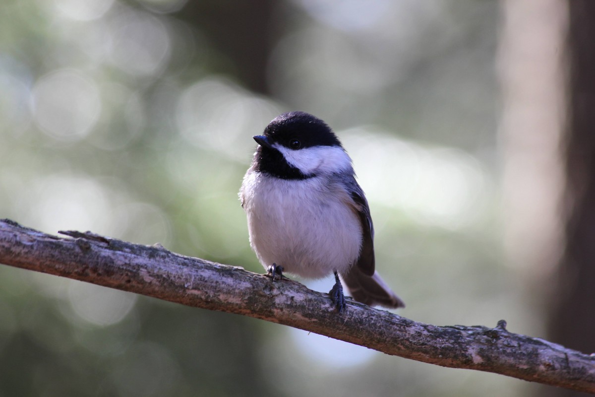 sýkora černohlavá - ML651874666