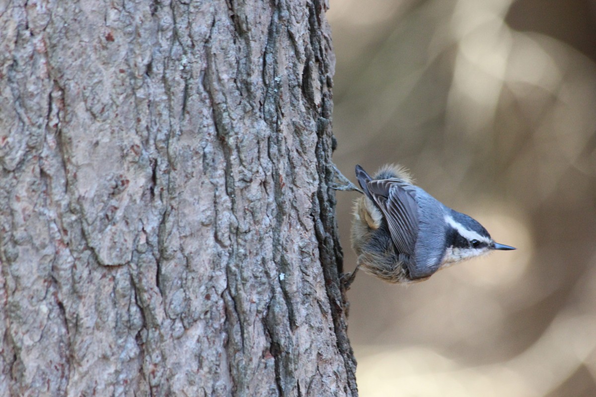 brhlík americký - ML651874713