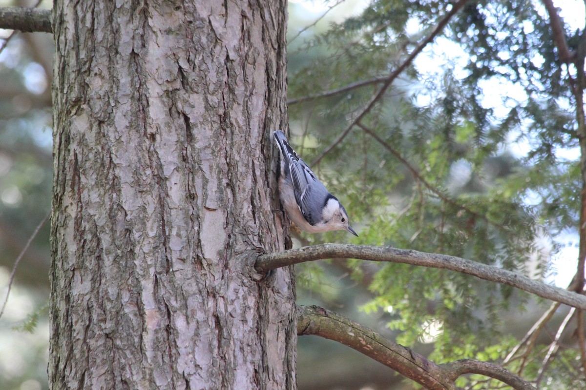 brhlík běloprsý - ML651874730