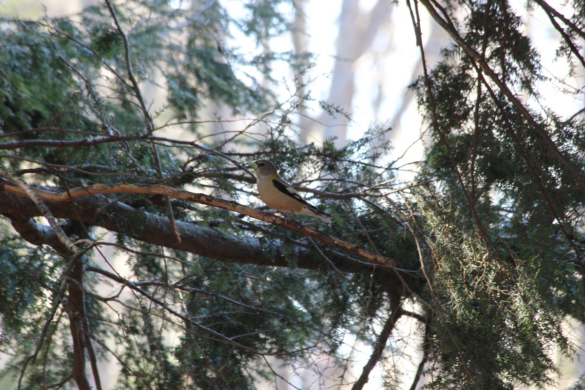 dlask žlutočelý - ML651874754