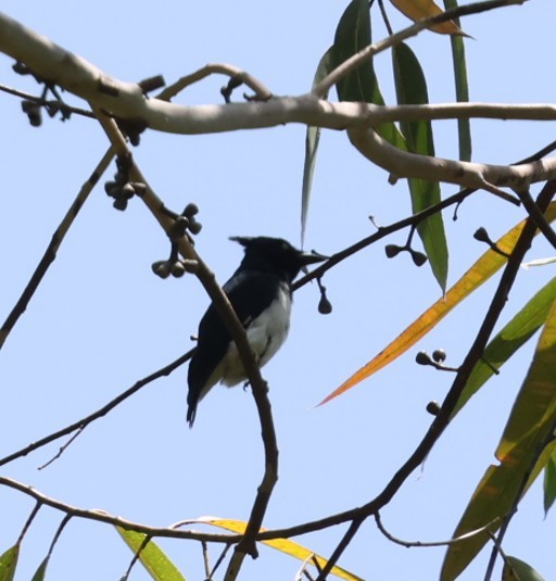 カンムリタンビヒタキ - ML651874868