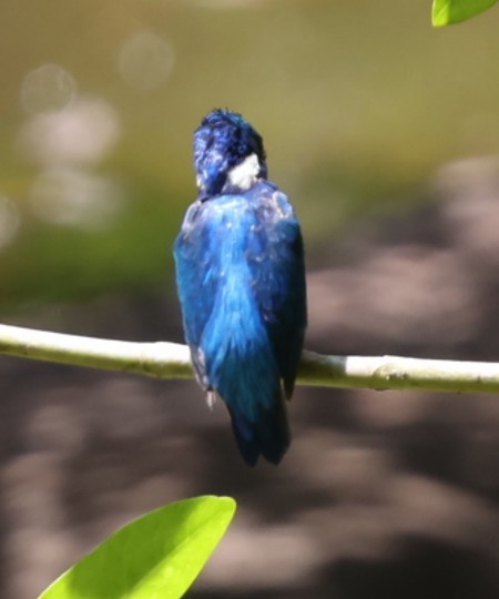 ハシグロカワセミ - ML651875291