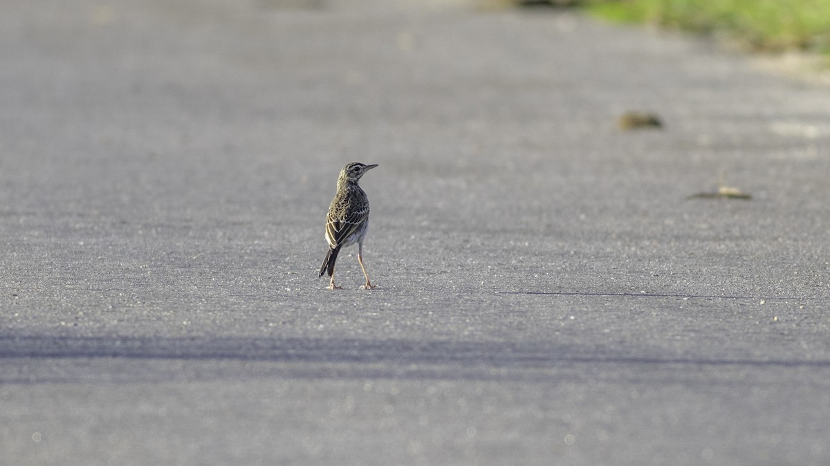 African Pipit - ML651875349