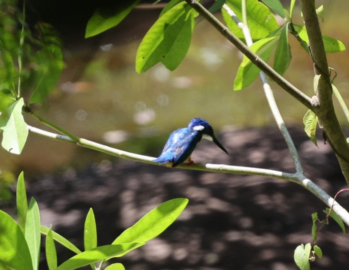 ハシグロカワセミ - ML651875470