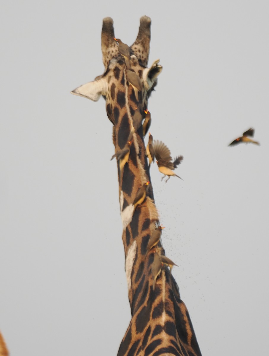 Ґедзеїд жовтодзьобий - ML651875547