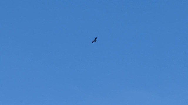 Цармын бүргэд - ML651875616