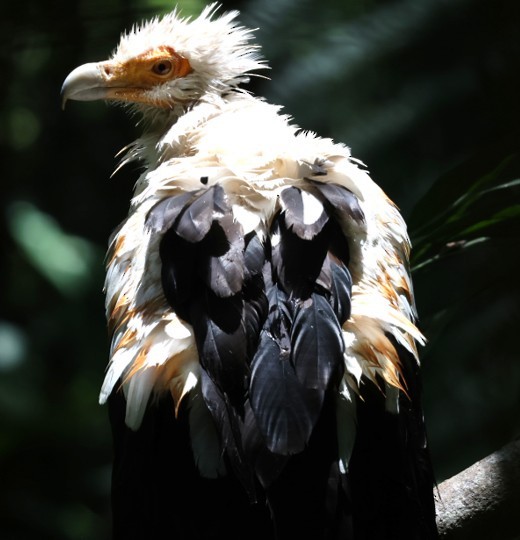 ヤシハゲワシ - ML651875783