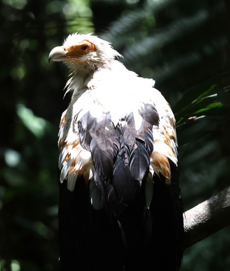 ヤシハゲワシ - ML651875789