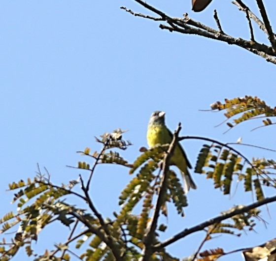 ヒガシムナフヒワ - ML651876319