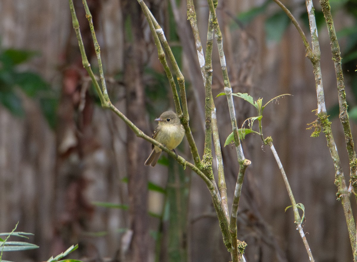 Yellow-bellied Flycatcher - ML651876527