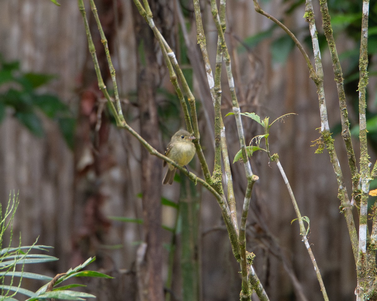 Yellow-bellied Flycatcher - ML651876529