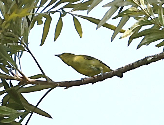 Southern Yellow White-eye - ML651876588