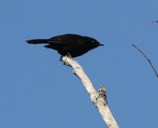 クロテリムク - ML651876724